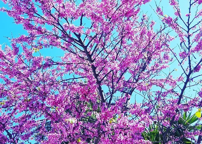 Piero's 公寓 卡尔博尼亚